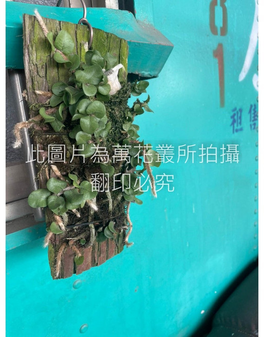 萬花叢 觀葉植物 鈕扣兔腳蕨 上板盆栽 (高約10-15cm) 室內盆栽 療癒植物, 1個