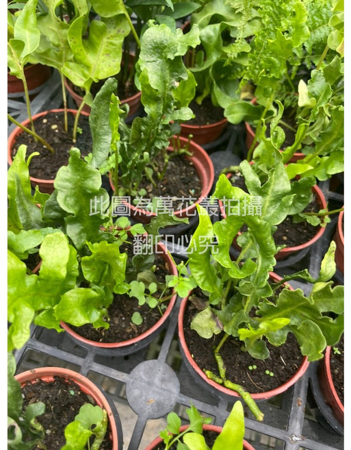 萬花叢 觀葉植物 - 居家綠植盆栽 淨化空氣 美化空間, 火焰蕨, 1個