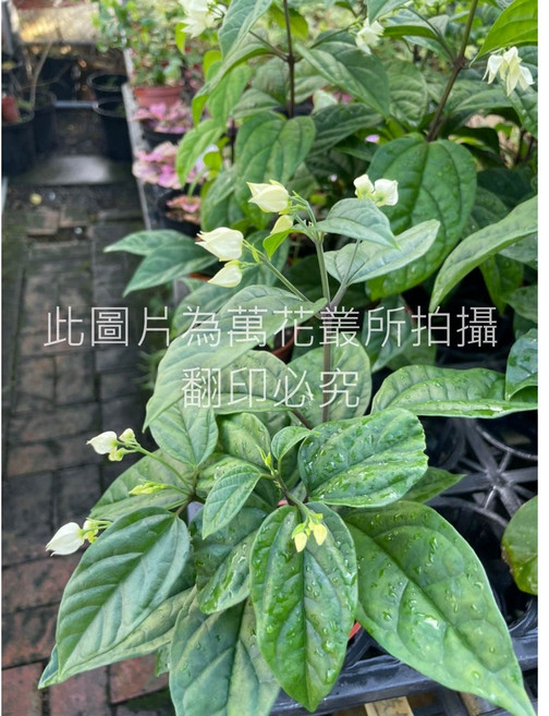 萬花叢 龍吐珠 灌木植物 室內盆栽, 1個