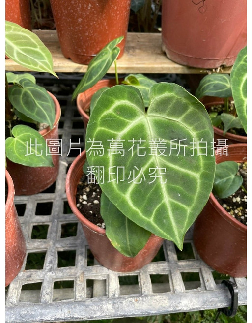 萬花叢 觀葉植物 圓葉花燭 (株高約10-25cm) 室內盆栽 淨化空氣, 1個