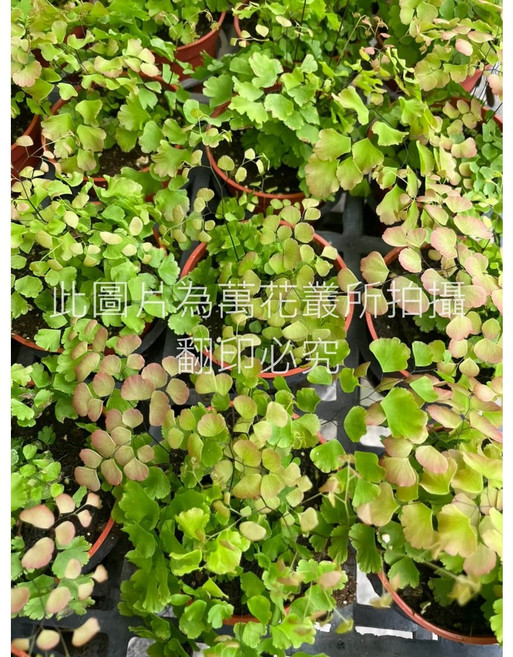 萬花叢 美葉鐵線蕨 3吋盆栽 新葉粉紅 居家盆栽 蕨類植物, 綠色, 1個