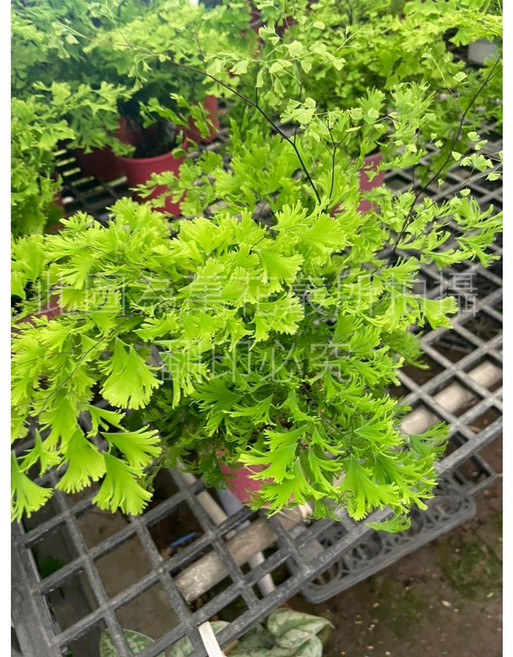 萬花叢 觀葉植物 (高約15-35cm) 室內盆栽 淨化空氣, 綴化鐵線蕨, 1個