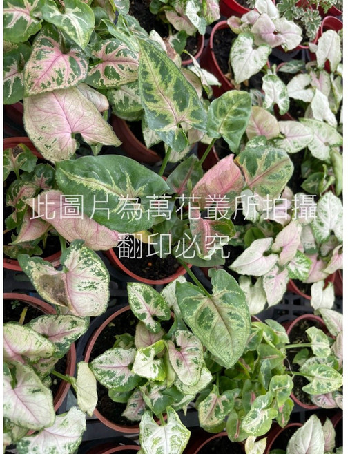萬花叢 觀葉植物 室內盆栽植物 美化環境、淨化空氣, 多色, 1個