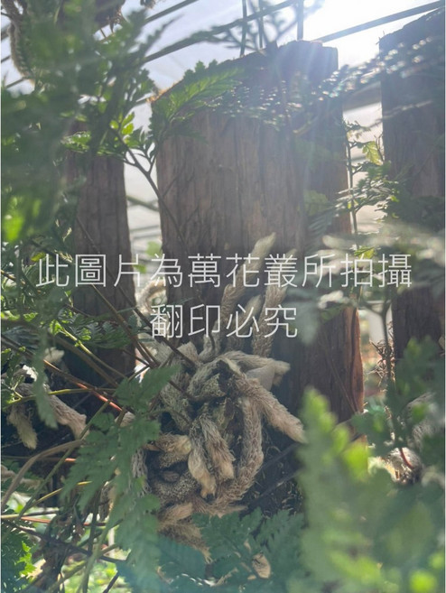 萬花叢 觀葉植物【兔腳蕨】 上板 高約10-15cm, 綠色, 1個