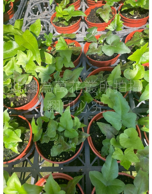 萬花叢 觀葉植物 掌蕨 3吋盆栽 室內盆栽 療癒盆栽, 紅棕色, 1個