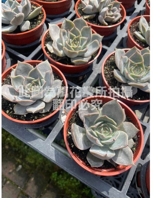 萬花叢 多肉植物【拿鐵玫瑰】 - 療癒系盆栽 輕鬆點綴您的生活空間