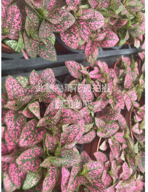 萬花叢 觀葉植物【粉粉莫】 - 室內盆栽 新手推薦, 粉色, 1個