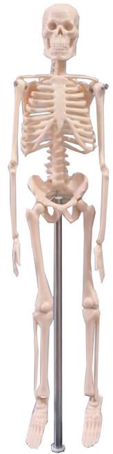 Partybok.com 迷你全身骨骼人體模型 45cm, 1個