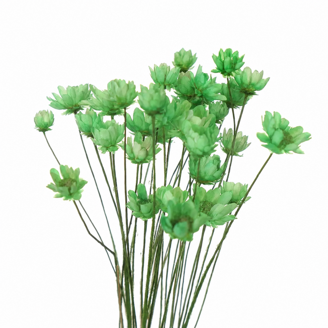 巴西小星花迷你永生花束 居家店面裝飾乾燥花 DIY拍攝急凍花材 綠色30支, 綠色/一束30支