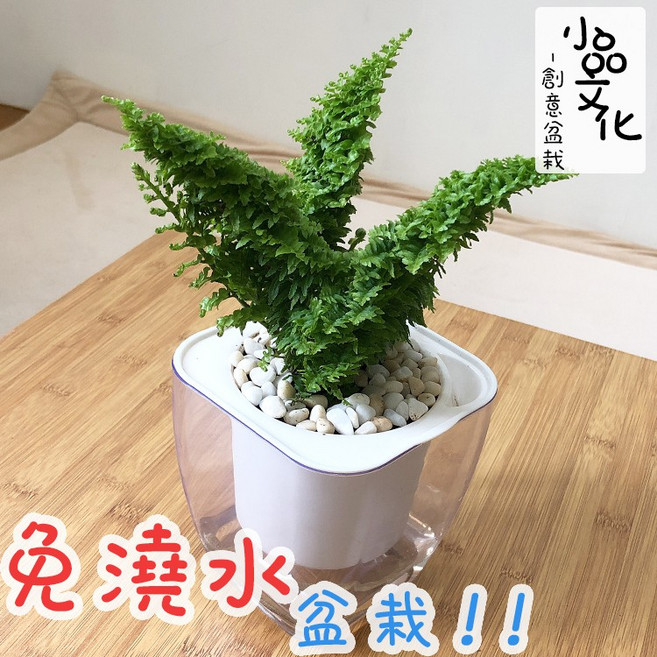 小品文化 密葉波士頓腎蕨 4吋透明免澆水懶人盆栽, 1個, 密葉波士頓腎蕨+3吋雪胖盆