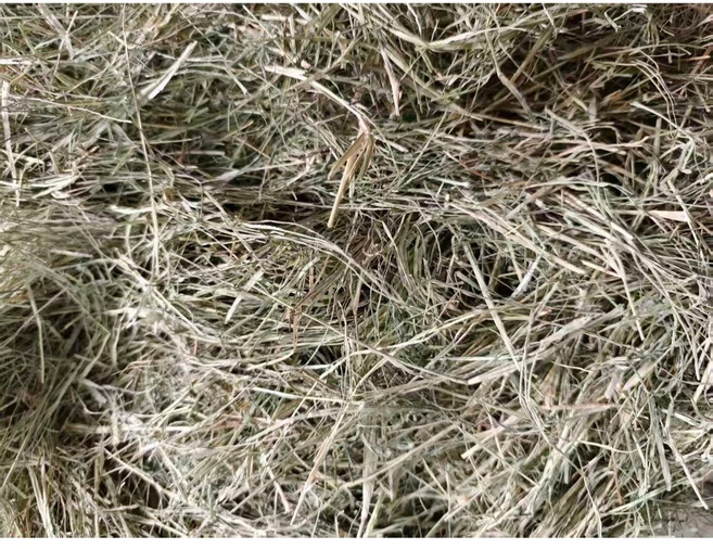 頭茬苜蓿草 當季新草 葉多杆細 適口性佳, 1個, 百慕达草-過篩1公斤