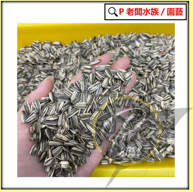 老闆水族 小葵瓜子 阿根廷產 穀物系列 鸚鵡零食 倉鼠點心 鳥飼料, 1個, 小葵瓜子,300G, 300g