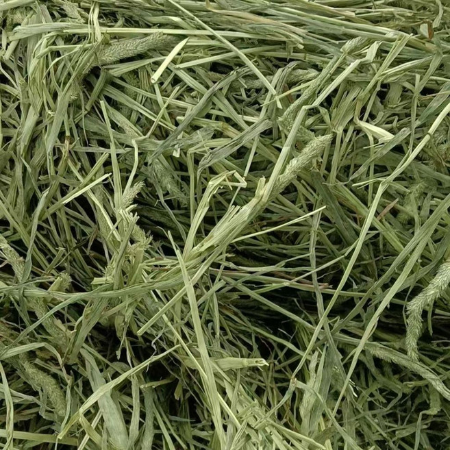 優質牧草 提摩西一割 二割 百慕達 燕麥草 苜蓿草 寵物草, 1個, 提摩西一割500克過篩