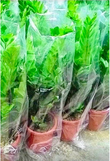 禮遇花田 室內植物 金錢樹, 1個, 金錢樹7吋(不換盆)