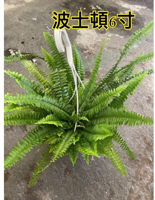 霏霏園藝波士頓蕨六寸盆栽 室內綠植盆景 淨化空氣 美化空間, 1個