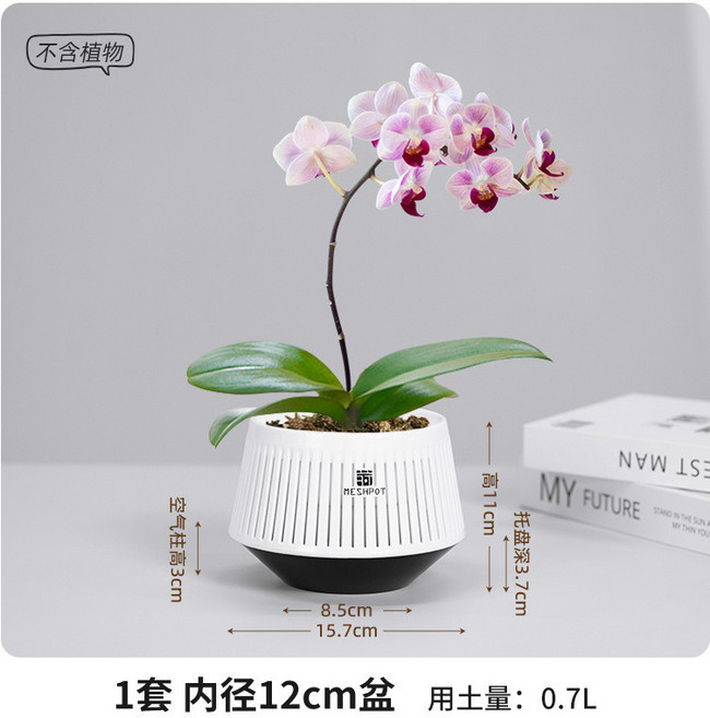 【開發票/統編】蝴蝶蘭專用控根透氣雙層套盆 塑膠樹脂水培 青山盆, 1個