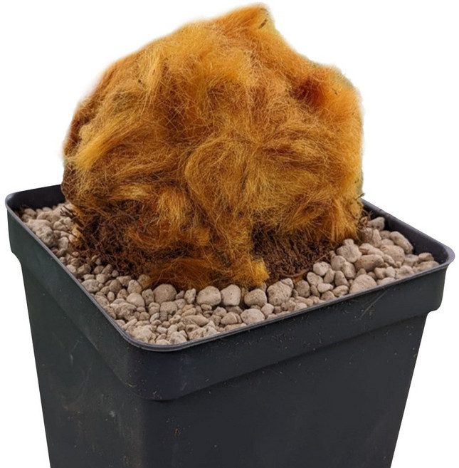 萬花叢 觀葉植物【金狗毛蕨】3.5吋盆栽 - 療癒系盆栽 新手推薦, 橘, 1個