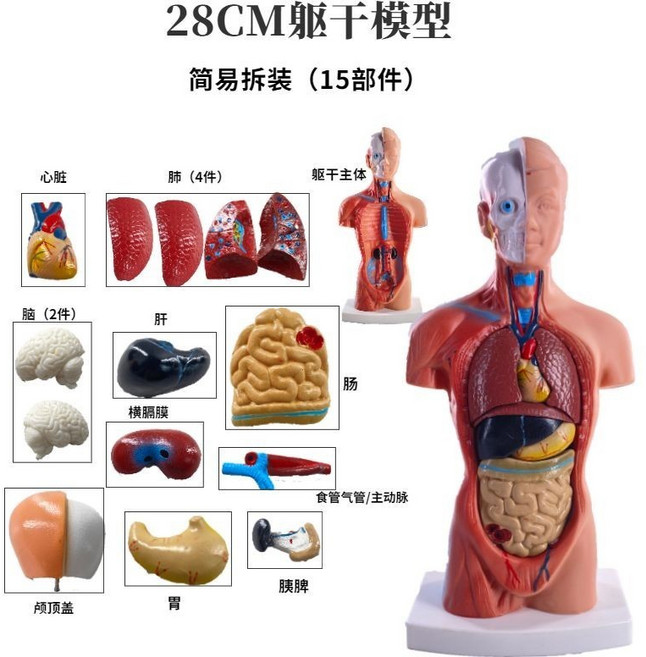 打包柑仔店 人體模型 28CM軀幹 人體內臟 心臟解剖 模型醫學 敎具骨骼 兒童益智玩具, 1個