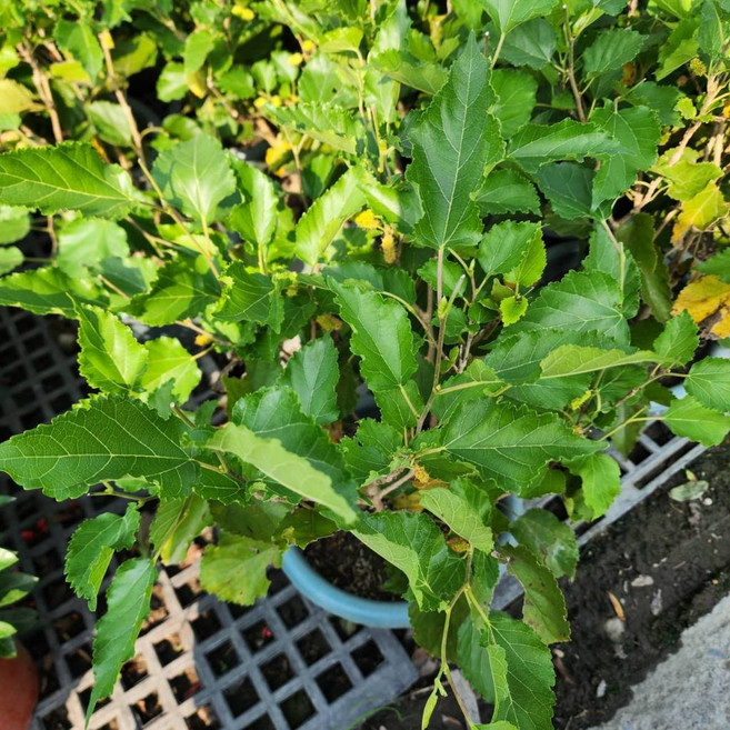 P老闆園藝 桑葚 6吋盆 桑葉 陸龜食材, 1個