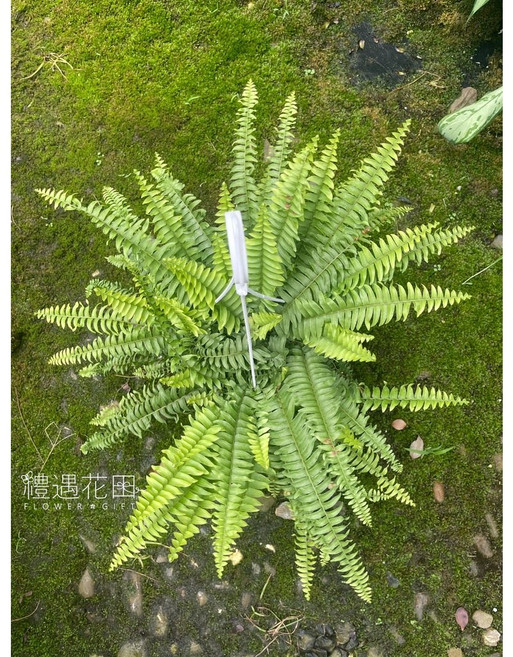 禮遇花田 波士頓腎蕨 觀葉植物 5-6吋吊盆, 1個