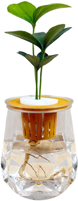 小品文化 幸運樹 水耕植物 塑膠鑽石瓶款, 幸運樹+塑膠鑽石盆-透明色, 1個