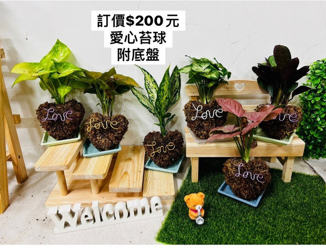 花花世界 愛心苔球(附底盤) 約3吋盆/高10-20cm 易於照護, 1個, 不挑選 擇優出貨