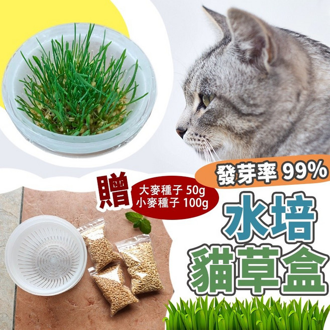 水培貓草盒 贈150g貓草種子 高發芽率99%, 1個, 貓草-小麥種子 50g, 貓草, 50g