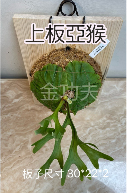 金功夫植物 上板亞猴 板材尺寸30*22*2 含運費, 1個