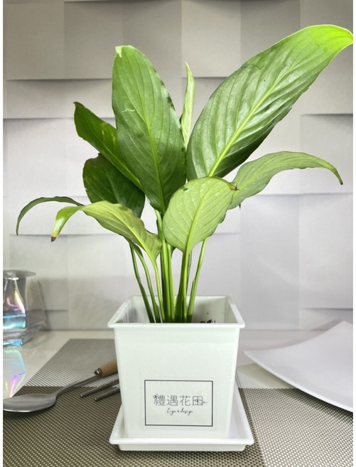 禮遇花田 3吋盆 白鶴芋 (白塑方盆), 1個