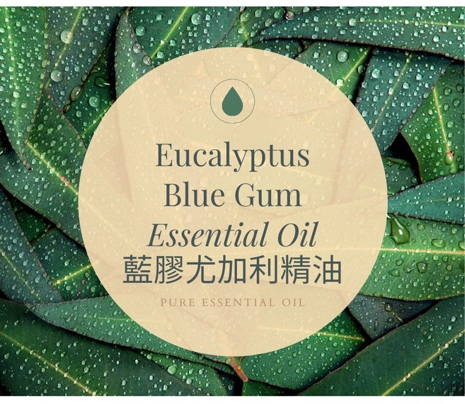 【MW精油工坊】藍膠尤加利精油 Eucalyptus Blue Gum 10ml, 1個, 草本
