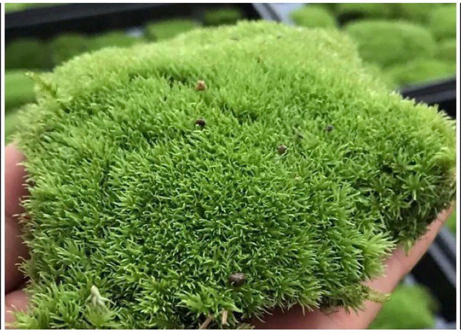 苔鑽 莫絲片裝 15x15cm 陸生水草 微景觀生態造景, 莫斯,15cm*15cm, 1個