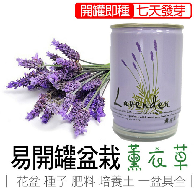 薰衣草 易開罐盆栽 七天發芽