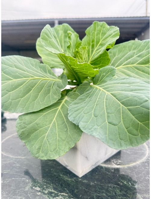 花蓮大理石方形花器 盆栽容器, 方形