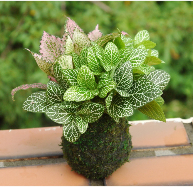 花樣渼栽盆栽生活館 三色苔球 森林系苔球 (免盆) 室內植物 療癒辦公室小物, 1個, 紅+綠+青綠(圖5-6)-原色球體