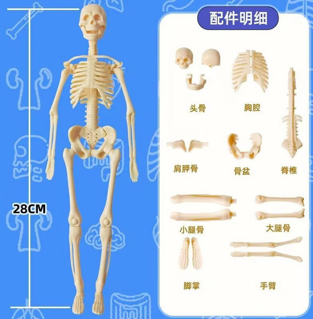 科學玩具W7 人體器官模型 軀幹結構 醫學人體認知 科教玩具, 1個, 人體骨骼、袋裝