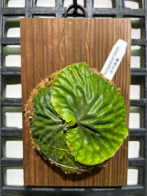 金功夫植物店 上板鹿角蕨 板子尺寸20*13 含運費 下單速發, 1個, 上板《非洲猴腦》