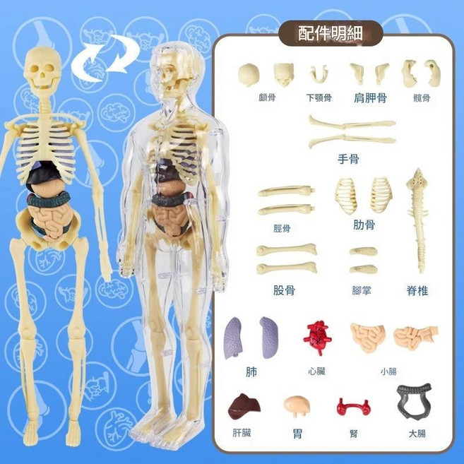 廢物專賣店 人體器官骨骼模型套裝 DIY科學早教組裝玩具 益智學生科教用品 仿真人體器官模型 交換禮物/生日禮, 1個, 透明全身骨骼