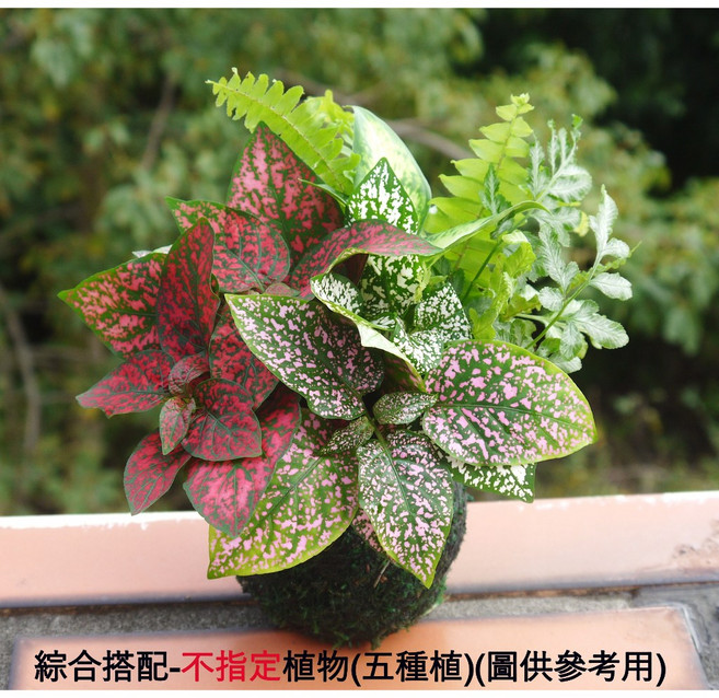 花樣渼栽盆栽生活館 森林系苔球 (免盆) 室內植物 療癒辦公室小物, 1個, 綜合搭配-不指定植物(五種植物以上)