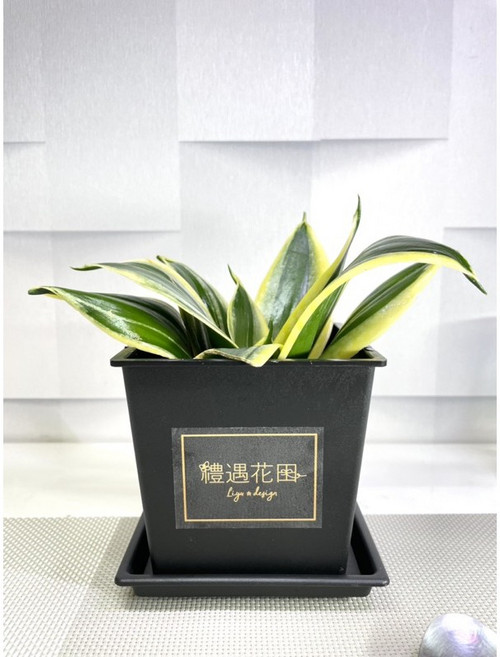 禮遇花田 3吋盆 黑金剛/荷花虎尾蘭 黑塑方盆, 1個