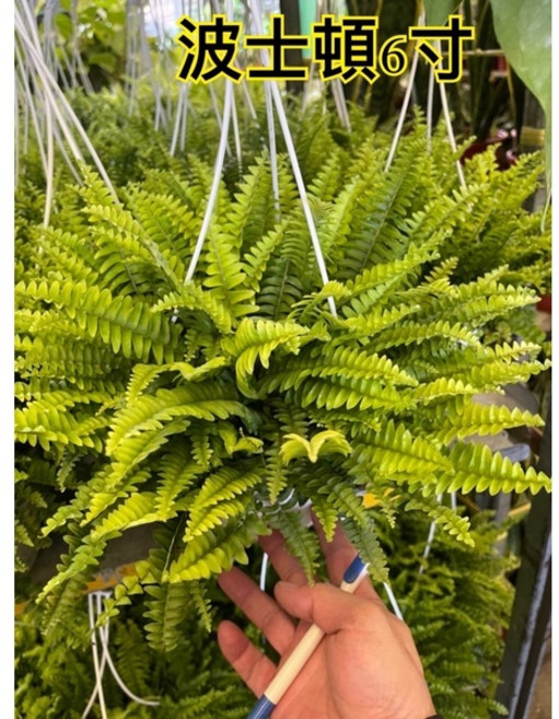 霏霏園藝 波士頓蕨盆栽 6吋 綠色植物 淨化空氣