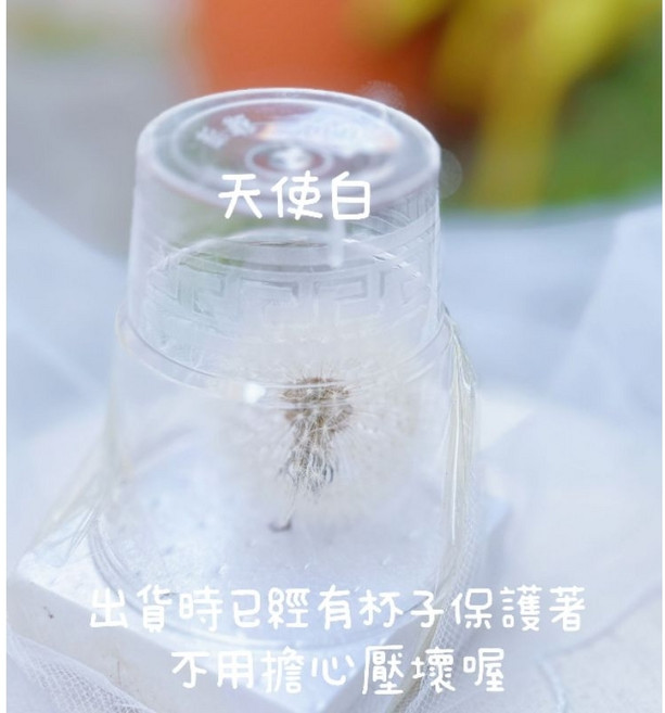 進口永生蒲公英,巨型不凋乾燥花,純白、彩色、碎冰藍、朝陽色單朵販售, 白蒲公英單朵