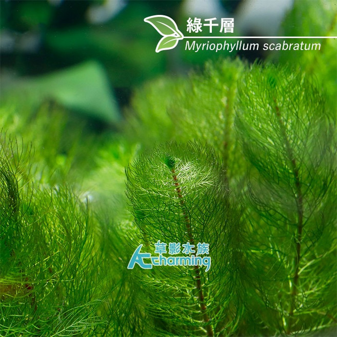綠千層 Myriophyllum scabratum 中景草 魚缸造景, 1個