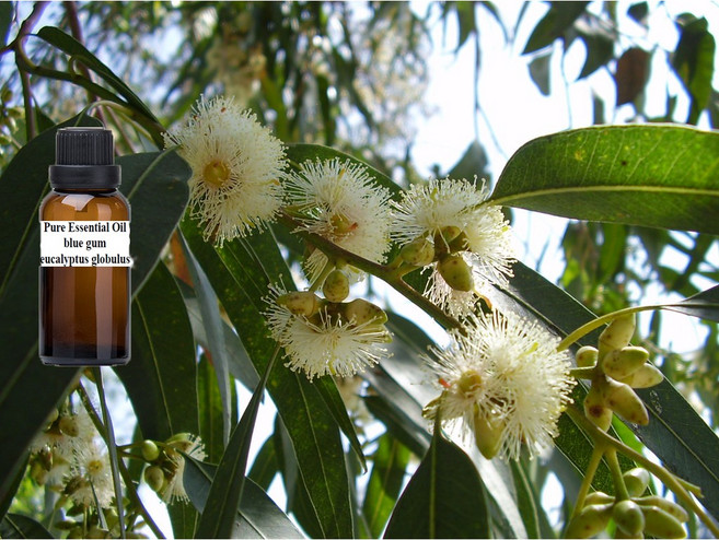 藍膠尤加利 純精油 blue gum pure essential oil, 1個, 250ml