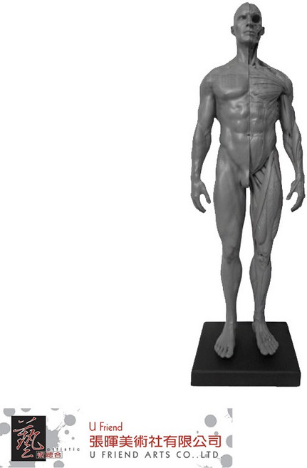 美術用人體肌肉骨骼解剖結構模型-男, 1個