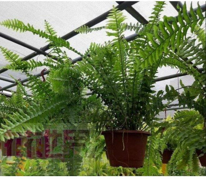 長葉波士頓腎蕨 特殊葉片5吋盆 高30CM 常綠植物, 1個