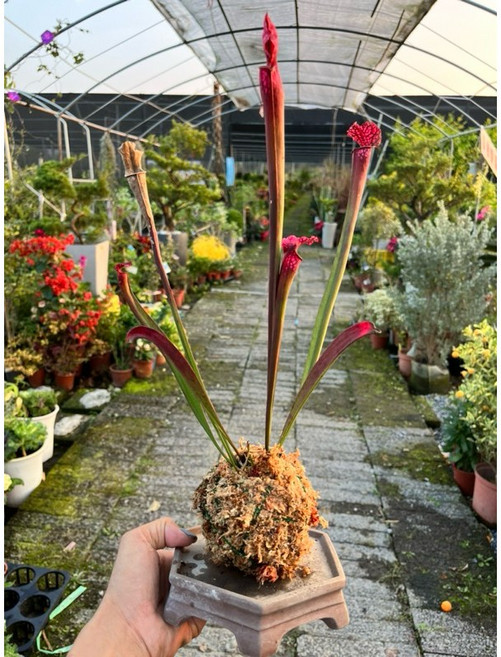 霏霏園藝 酒瓶草苔玉球 精緻居家綠植擺件 一棵, 1個