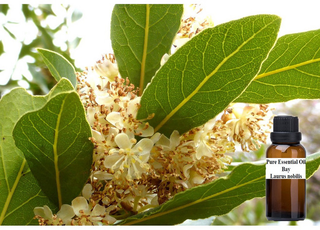 月桂純精油 Laurus nobilis, 1個, 250ml