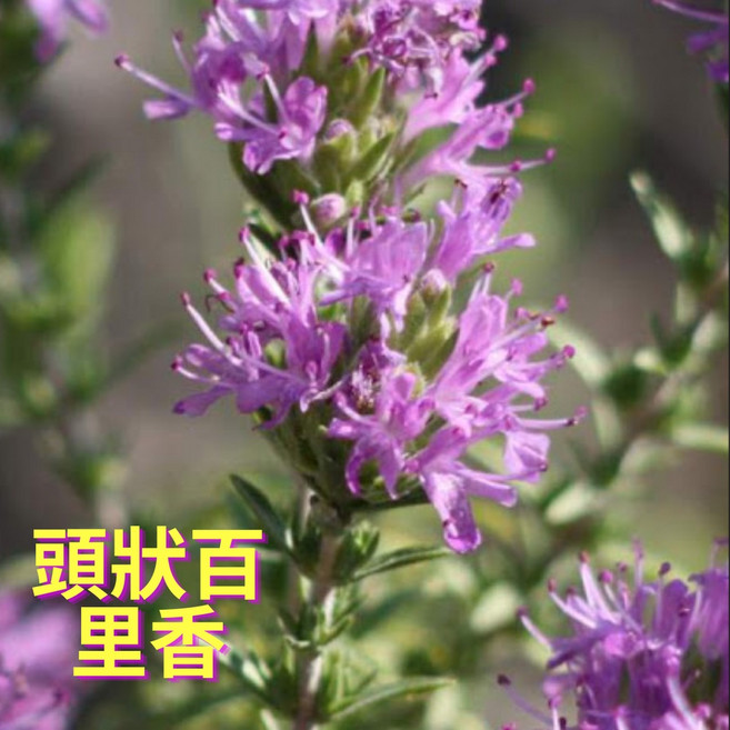 純精油 西班牙野馬鬱蘭, 1個, 50ml