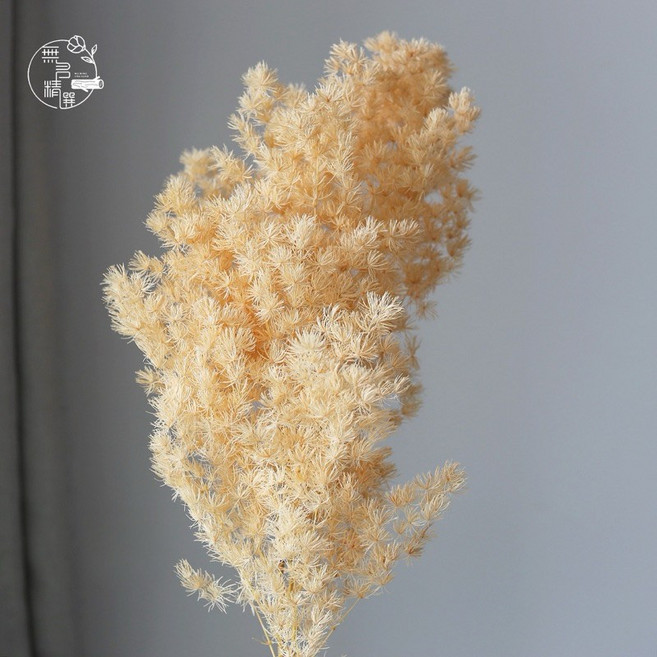 蓬萊松乾燥花 (80克批發) - 壽松/永生花/浮游花材料/玻璃罩花材/花圈花束雪松, 大把/香檳色