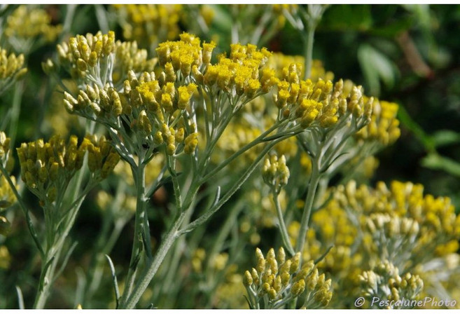 苞葉永久花純精油 Helichrysum bracteiferum, 1個, 150ml